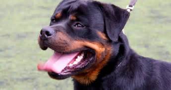 Rottweilers Save 80 Year Old Woman Lick Her Until Help Arrives The Dodo