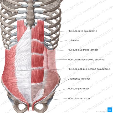 Musculos Do Abdome Anatomia