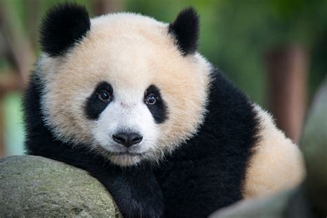 Giant Panda Facts Size Diet Habitat And How Many Are Left