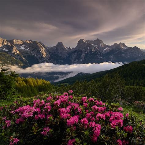 Flowers Flowers In The Dolomites Italy Flowers Natural Landmarks