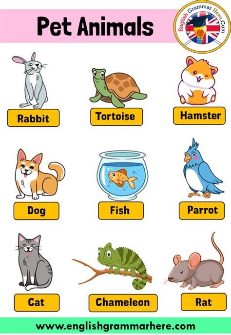 10 Pet Animals Name Pictures And Definition English