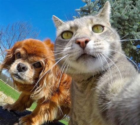 Manny The Cat Who Takes Better Selfies Than Most Of Us Viral Cats Blog