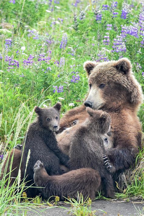 mother bear nursing her cubs photograph by carl r schneider pixels