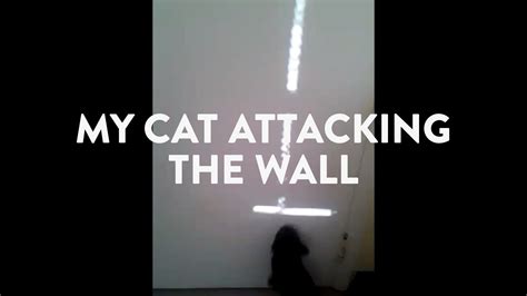 My Cat Attacking The Wall On Vimeo