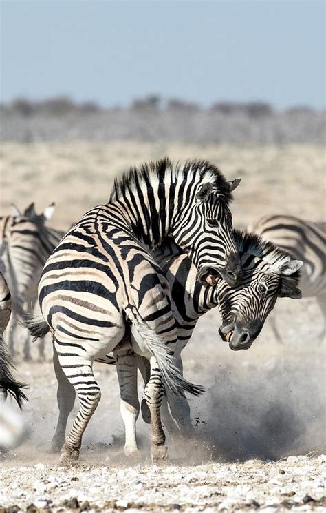 Burchells Zebras Fighting Photograph By Tony Camachoscience Photo