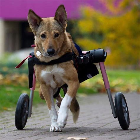 Dog Cart Dog Wheels Carts For Dogs Handicapped Pets