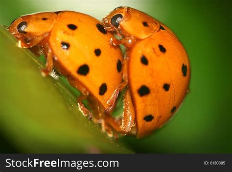 Ladybugs Mating Free Stock Images And Photos 6130885