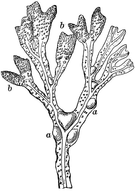Fructifying Tip of a Frond of Rockweed | ClipArt ETC