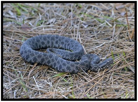 Dusky Pygmy Rattlesnake Florida Backyard Snakes