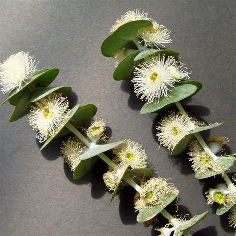 EUCALYPTUS Baby Blue - Eucalyptus - Australian Seed