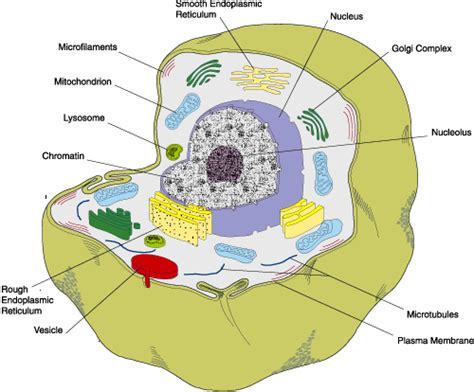 Organelles serve as compartments within the cell and the endomembrane system enhances organization and internal. Cell Types and Organelles