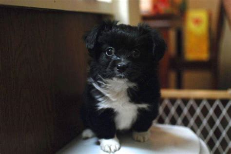Adorable Shih Tzu Maltese Mix Puppy Female 8 Weeks Old For Sale In
