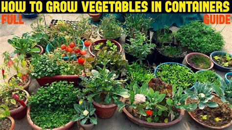 How To Grow Vegetables In Containers Full Information