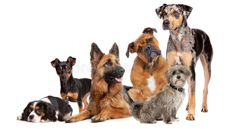 Large Group Of Big Dogs Stock Photo Image Of Background 17343568