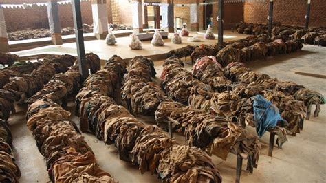 Lasting 100 days, the rwandan genocide left approximately 800,000 tutsis and hutu sympathizers dead. 25 years later: Rwandan genocide suspects living in ...