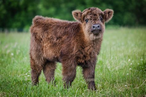 20 Adorable Photos Of Fuzzy Highland Cattle Calves