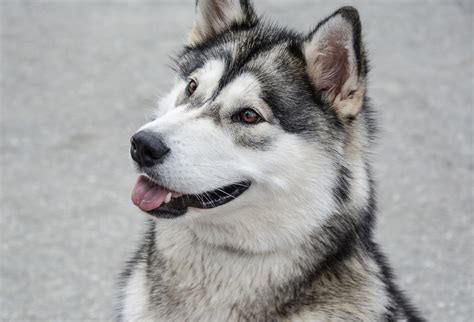 They are similar to other arctic, husky, and spitz breeds such as the greenland dog, canadian eskimo dog, the siberian husky, and the samoyed. Dog, Alaskan, Malamute, Animal, Pet Free Stock Photo ...