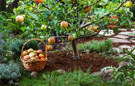 Grow Little Fruit Trees For Big Rewards Fruit Garden Dwarf Fruit