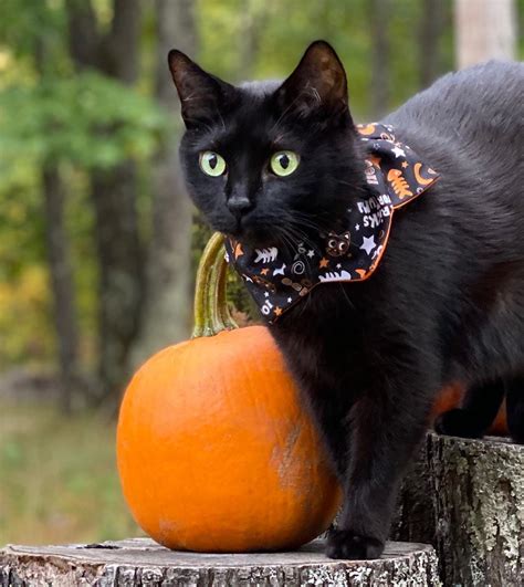 October Is Black Cat Awareness Month 🖤🐾 Black Cat Cats Cat Day