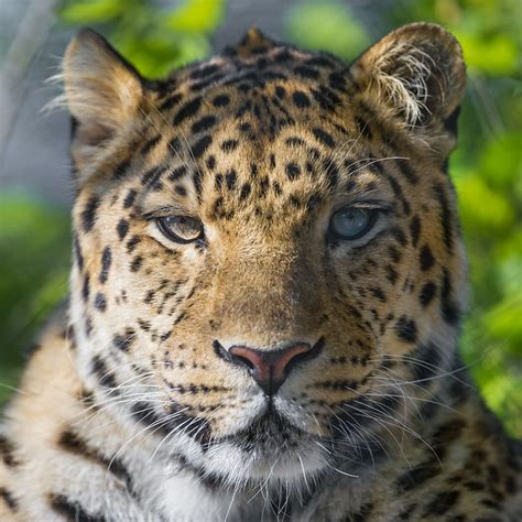 Beautiful Amur Leopard Portrait Flickr Photo Sharing