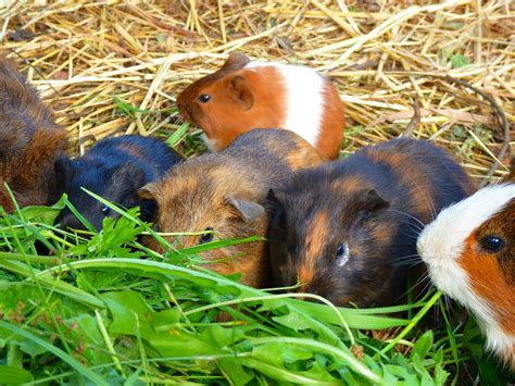 They are also known as mangetout. March 2019 - TheRider'sPets