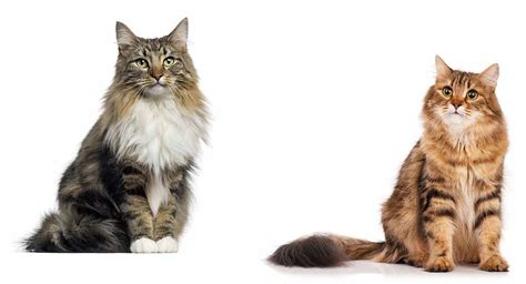 Norwegian Forest Cat Vs Siberian Cat Which To Bring Home