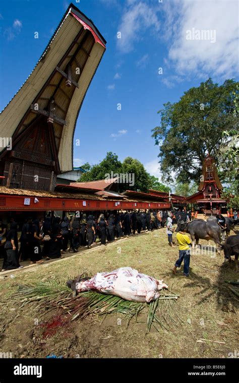 Funeral Ceremony With Buffalo Slaughter At Tallunglipu Village In Tana