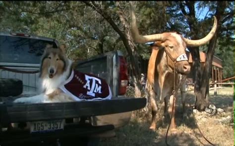 Bevo And Reveille Together On The Ranch Such A Cute And Inspiring Story