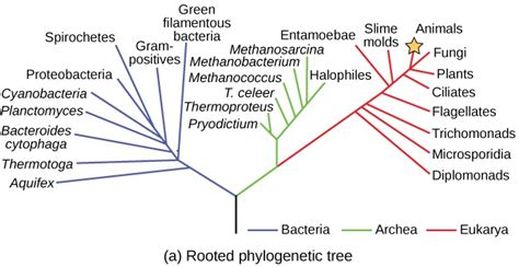 Viral Evolution Morphology And Classification Boundless Biology