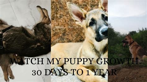Watch My Puppy Grow German Shepherd Puppy Growing From 30 Days To 1