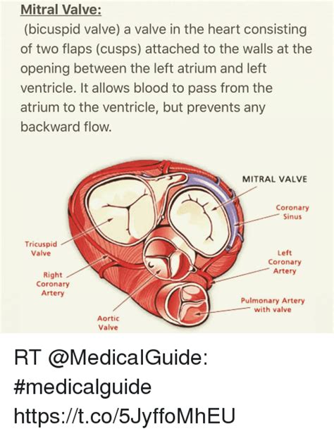 Mitral Valve Bicuspid Valve A Valve In The Heart Consisting Of Two