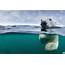 An Underwater View Of A Polar Bear Swimming Near Harbour Islands In 