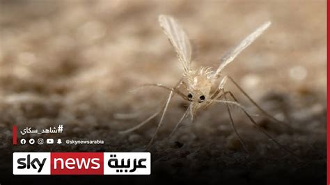 سوريا ذبابة الرمل تتسبب في نشر مرض اللشمانيا مراسلو سكاي YouTube
