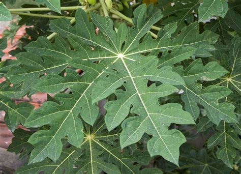 The Primary Use Of Papaya Leaf In Herbal Medicine Today Is As A