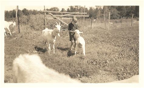 Feeding The Goats Vintage Snapshot Cute Little Boy On The Farm Etsy