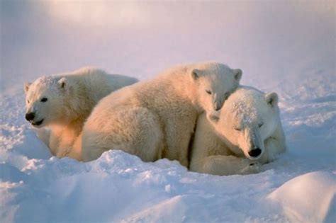 10 Datos curiosos de los Osos Polares para celebrar el Día del Oso