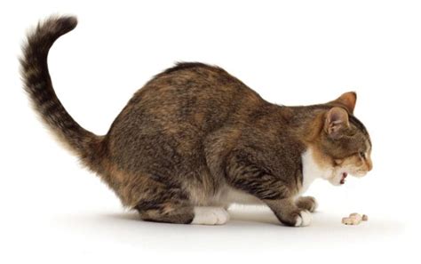 Vomiting In Cats Causes And Treatment Pets Wiki