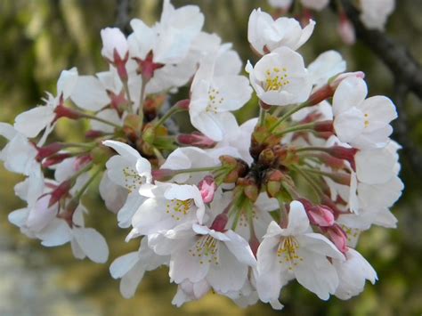 Odysseus Drifts Rtw Travel Adventure Cherry Blossoms In Japan