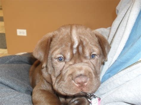 The lifespan of the shar pei lab mix on an average is between 8 to 12 years. Cocker-Pei (Shar Pei X Cocker Spaniel Mix) Info, Temperament, Puppies, Pictures