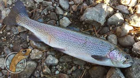 Several other fish in the salmonid family are called trout, some are anadromous like salmon. How to Catch Rainbow Trout - BaitSoaker.com : BaitSoaker.com