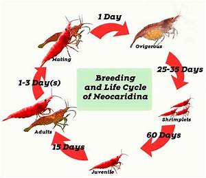  And Life Cycle Of Red Cherry Shrimp Shrimp And Snail Breeder