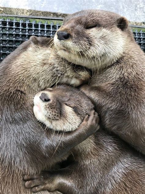 Cute Little Animals Cute Funny Animals Otters Hugging Baby Sea