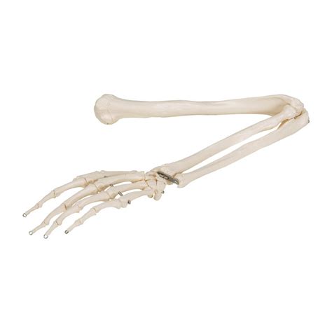 Human Arm Bone Anatomy 3d Model Bones Human Arm Anatomy Skeletal