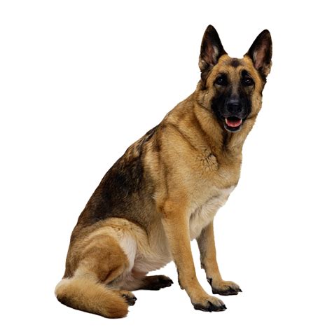 German Shepherd Clip Art Dog Png Image Picture Download Dogs Png