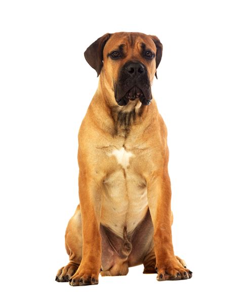Dog On White Background All Breeds Of Dogs Dogs Boerbull