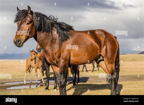 Wildlife Altai A Few Wild Brown Horses Grazing In The Steppe Day Stock