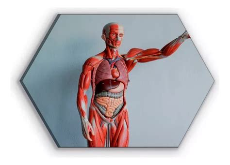 Cuadro Canvas Hexagonal Anatomia Del Cuerpo Humano 60x90cm Cuotas Sin