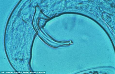 Nematode Species Has No Penis Females Have Sperm Sac Daily Mail Online