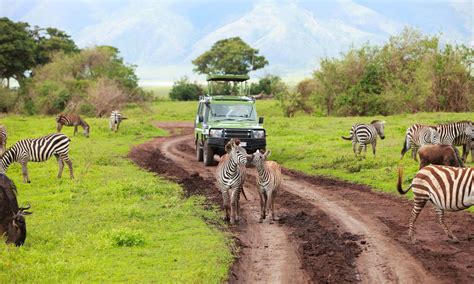 Start Your Safari Adventure