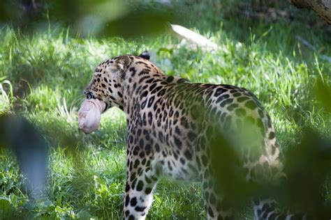 Amur Leopard Eating Meat Picture By Tea Tiilikainen 2012 Flickr